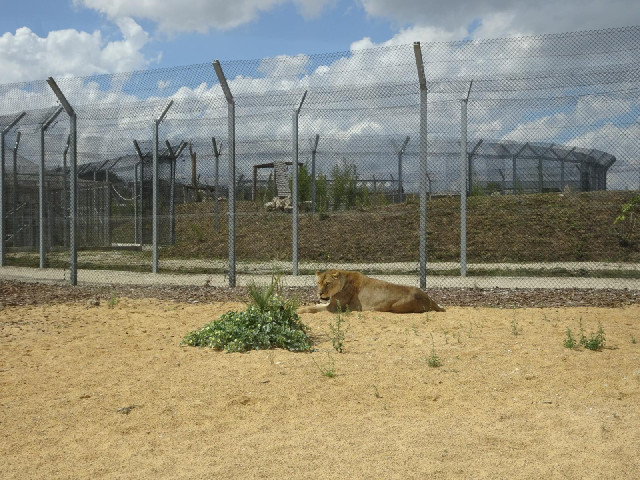 Apparently this is a male lion but it was neutered at an early age to make it less dangerous so it n...