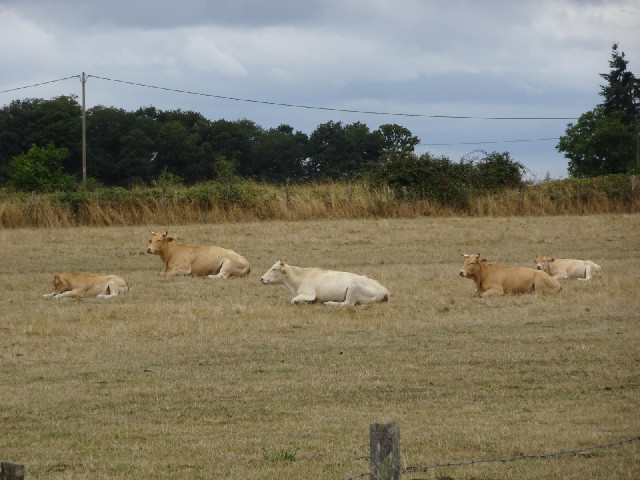Cows sitting down. The weather forecast has chaged overnight and there is now some reasonably heavy ...
