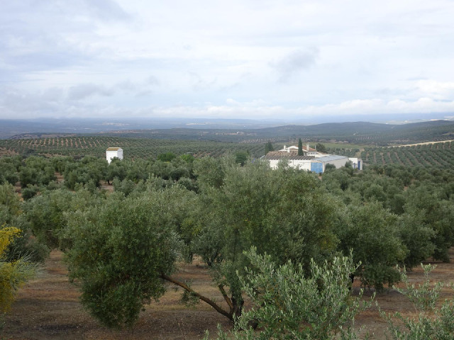 A view across olive groves.