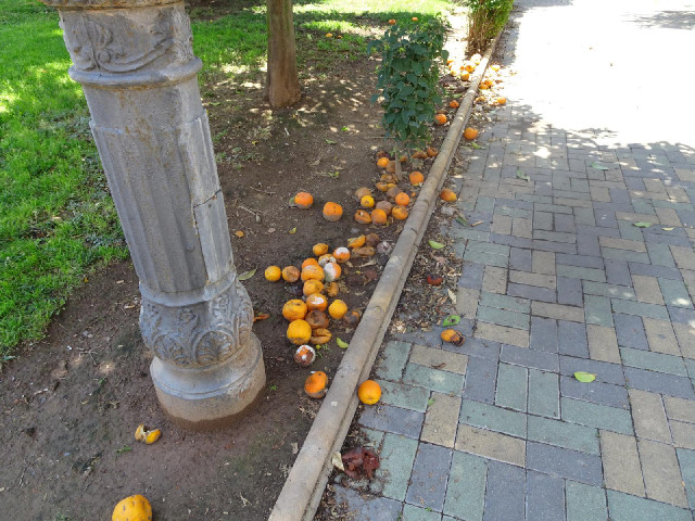 I should have checked where I parked my car. I don't want oranges falling on it.