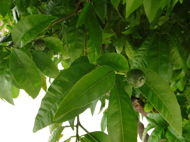Citrus fruit at an early stage of growth.