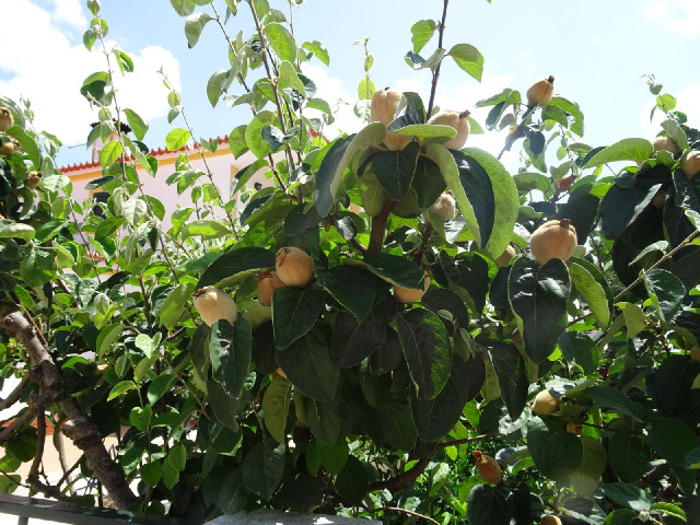 Another kind of fruit.