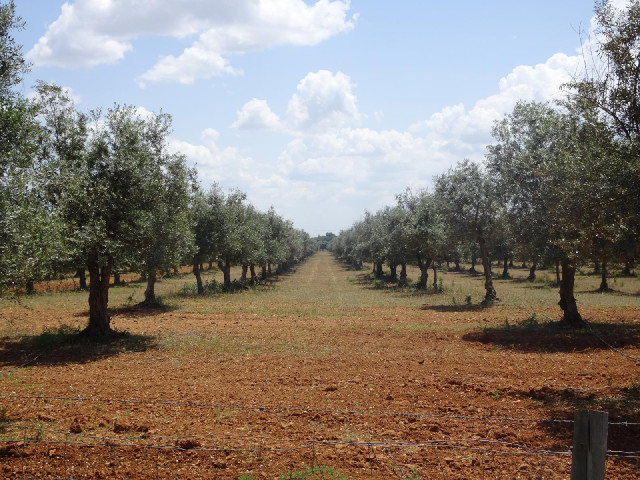 Established trees on one side of the road...
