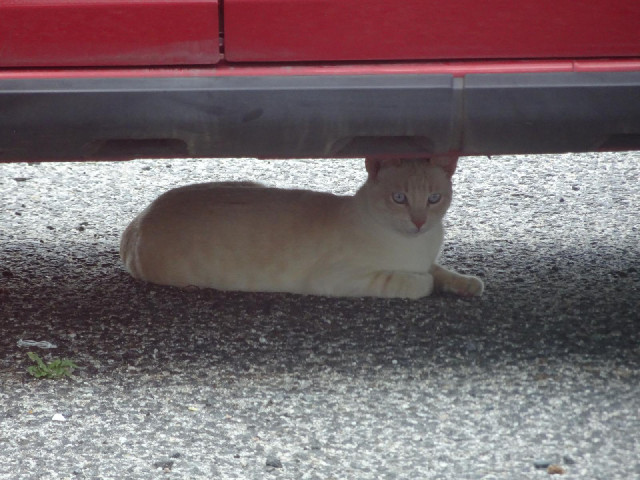Sheltering from the Sun.