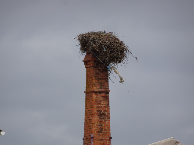I would say that there is a greater density of storks here than anywhere else where I've been. This ...