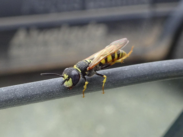A tiny wasp which took a liking to the top of my car window.
