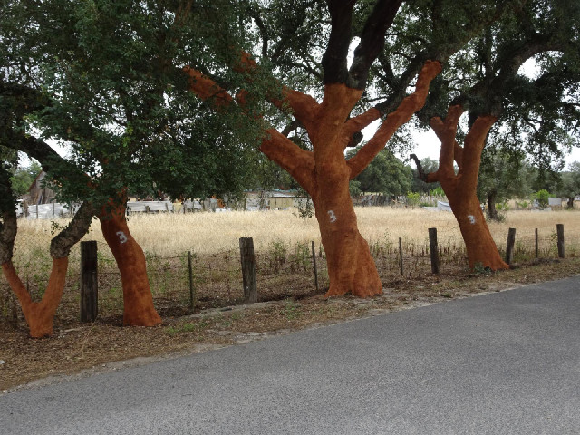 Trees which have had their bark harvested.