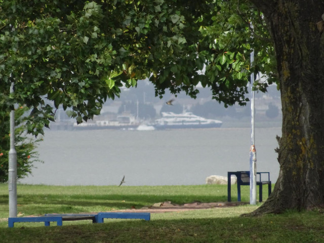 A glimpse of boats in Lisbon harbour, seen between trees in a park. Plus two birds in flight. I have...