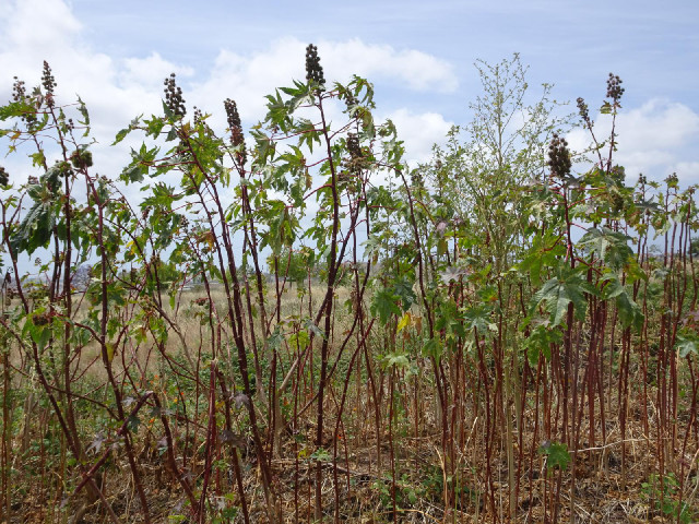Tall thistle-like plants.