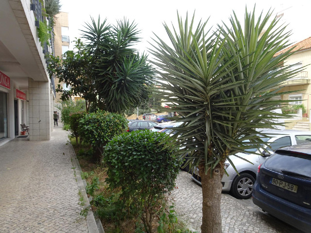 Outside a parade of shops. There are birds flitting around the bushes. I saw one of them hover for a...