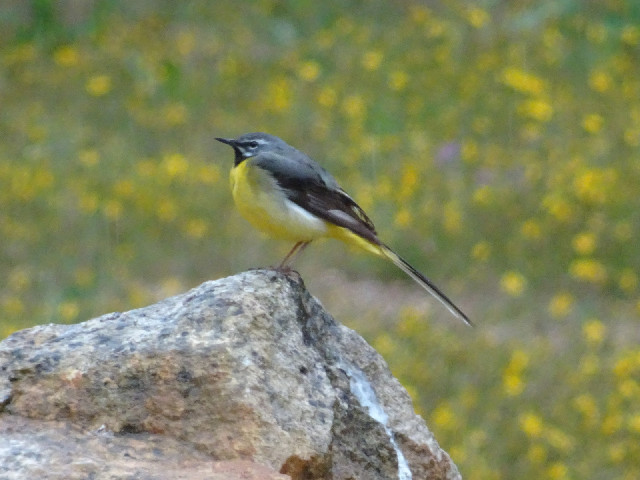 A grey wagtail. I guessed that it was some kind of wagtail because that was what it was doing.