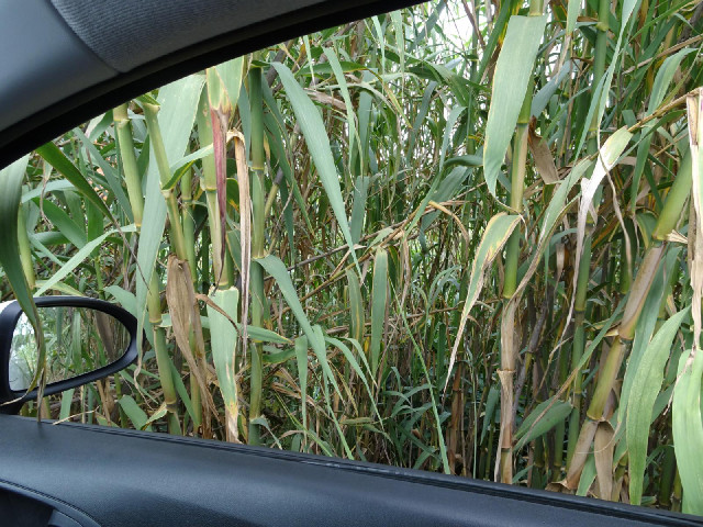 My next four roads are in a town called Barreiros which doesn't have many opportunities for parking....
