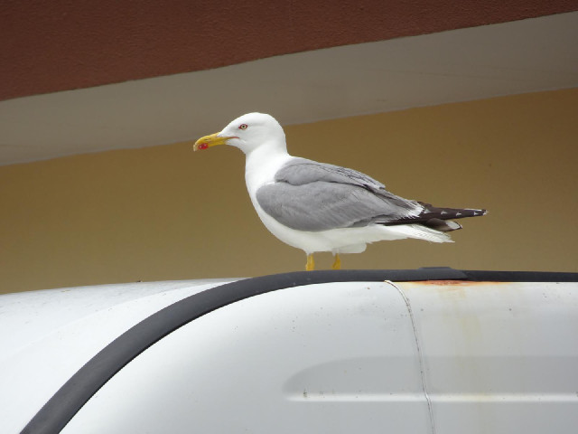 This makes a change from storks.