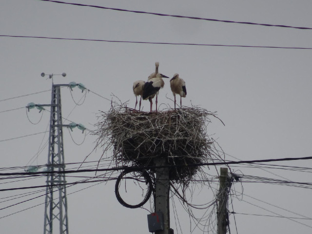 The chicks are now as big as the adults.