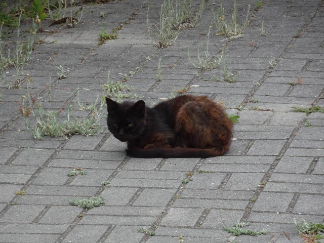 I planned to park a couple of streets away where there is more space but as soon as I arrived there ...