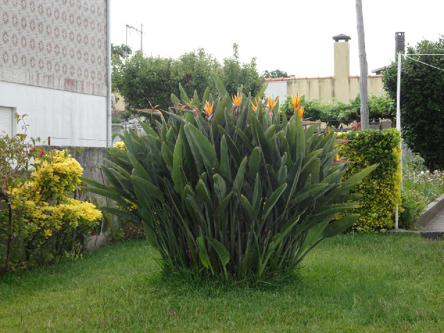 I've seen quite a few of these plants recently.