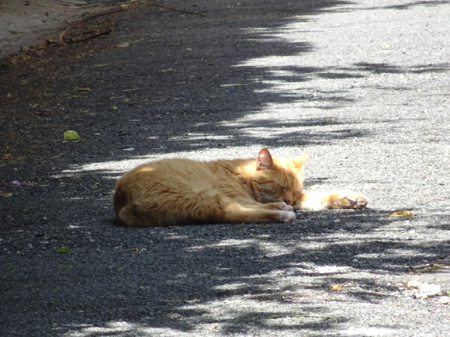 ... and looking down a side alley we see a cat sleeping in the shade.