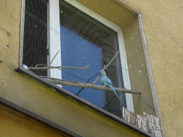 One of the flats has a parrot.