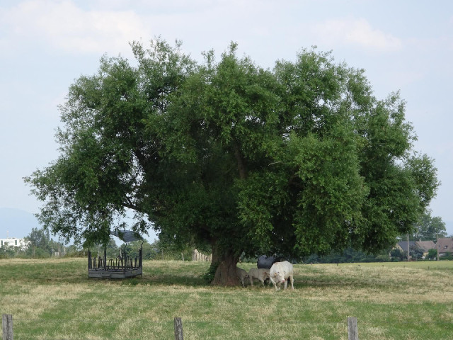 Some cows close to 11th of August Road in a place called Uffholtz.