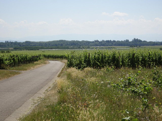 Vineyards outside Bennwihr.