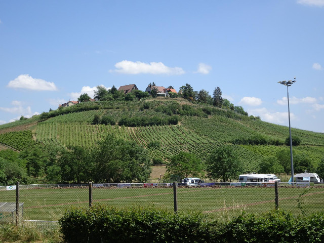 Zellenberg, surrounded by vineyards. The stork is now standing on the floodlights.