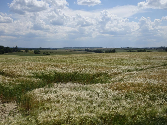 The vines have been replaced by wheat.