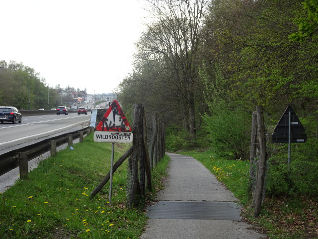 The Dutch word for a cattle grid is surprising.