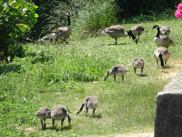 Geese and goslings.