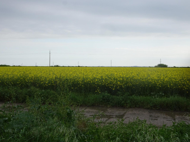 The view while waiting at a level crossing.