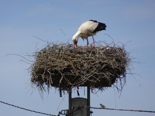 I think it's got babies in there. If you look immediately to the right of the stork's beak, between ...