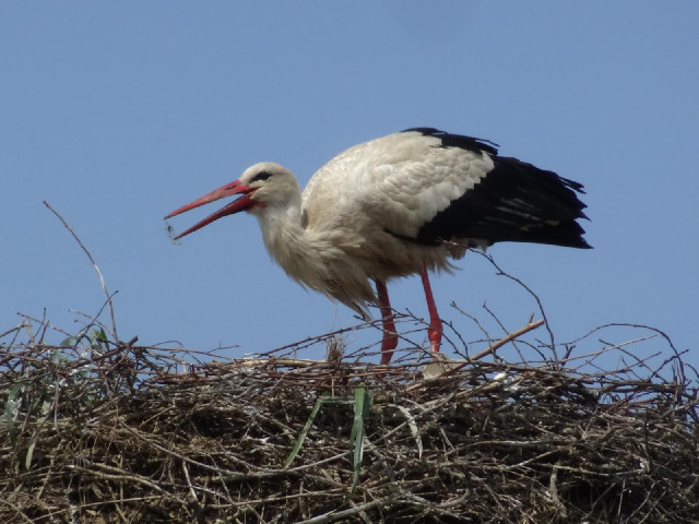 Now it's got something in its beak.